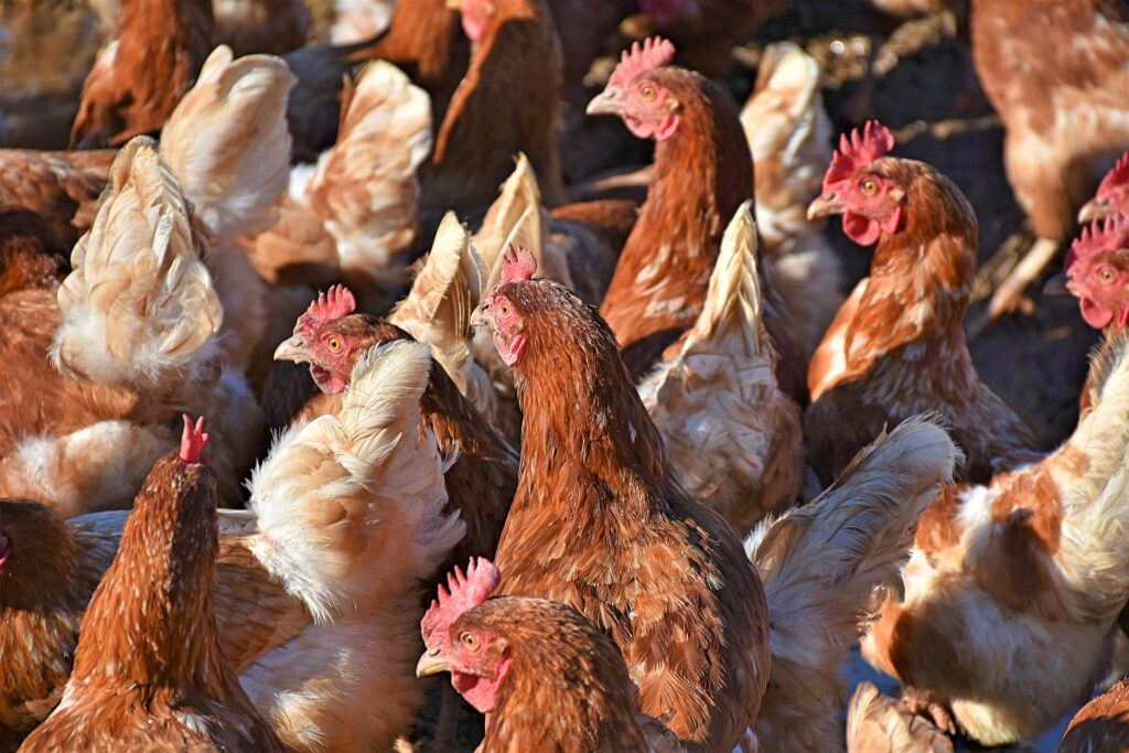 chickens-banner